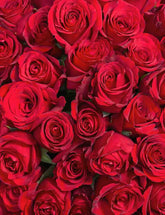 Blooming Roses Flower Wall For Wedding Photo Backdrop Shopbackdrop